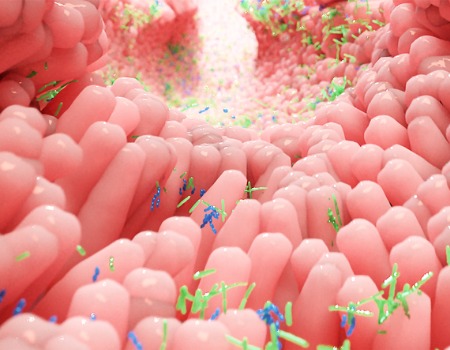 Microbiome, good bacteria in human gastrointestinal tract.
